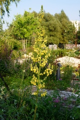 Verbascum pyramidatum