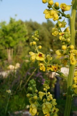 Verbascum pyramidatum