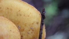 Xerocomellus diffractus