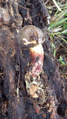 Xerocomellus diffractus