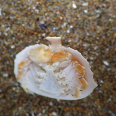 Cryptolithodes sitchensis