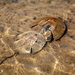 Mangrove Horseshoe Crab - Photo (c) Kevin Laurie, some rights reserved (CC BY-NC), uploaded by Kevin Laurie