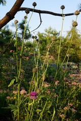 Centaurea scabiosa