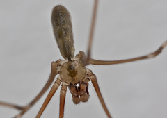 Pholcus phalangioides