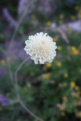 Scabiosa bipinnata