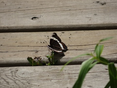 Limenitis arthemis rubrofasciata
