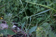Bupleurum polyphyllum