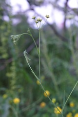 Bupleurum polyphyllum