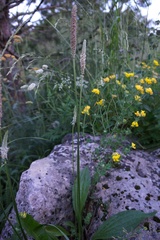 Plantago urvillei