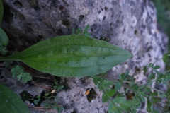 Plantago urvillei