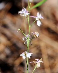 Delphinium hansenii