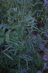 Centaurea scabiosa