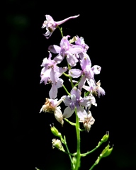 Delphinium hansenii