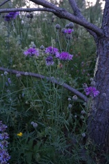 Centaurea scabiosa
