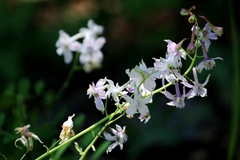 Delphinium hansenii