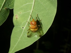 Copestylum tympanitis