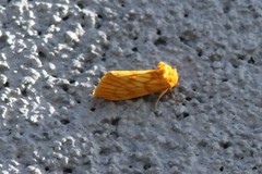 Eulithosia papago