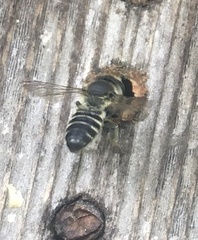 Megachile pugnata