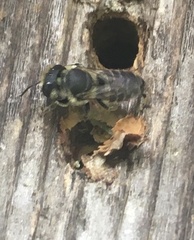 Megachile pugnata