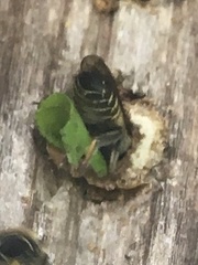 Megachile pugnata