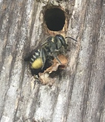 Megachile pugnata