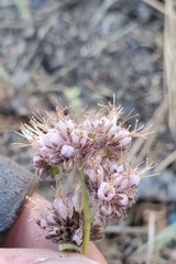 Phacelia mutabilis