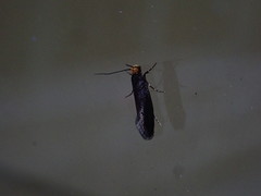 Doleromorpha porphyria