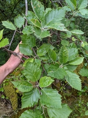 Karpatiosorbus admonitor