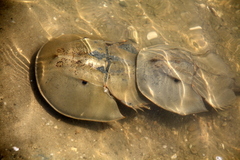 Carcinoscorpius rotundicauda