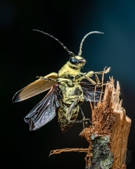 Lepturobosca