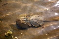 Carcinoscorpius rotundicauda