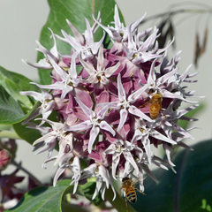 Asclepias speciosa