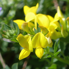 Lotus corniculatus