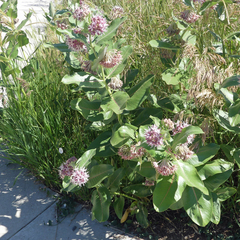Asclepias speciosa
