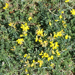 Lotus corniculatus