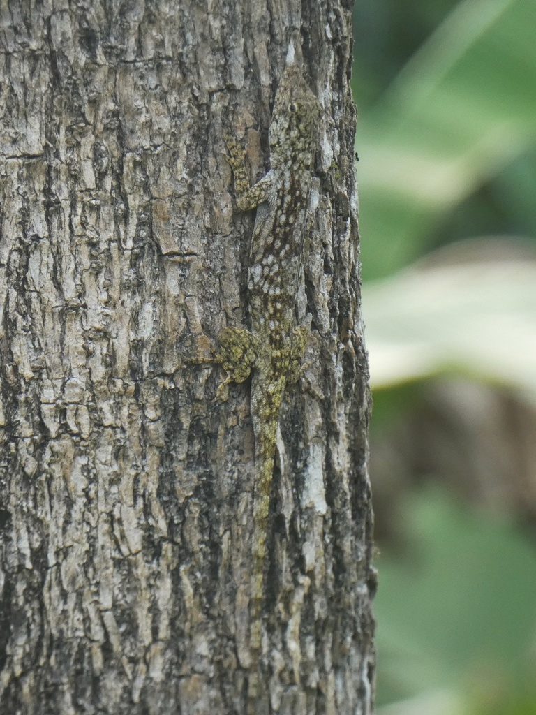 Lichen Anole