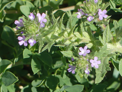Verbena bracteata