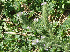 Verbena bracteata