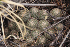 Escobaria chihuahuensis