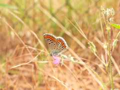Aricia agestis