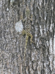 Anolis pentaprion