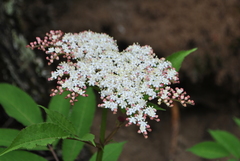 Sambucus adnata