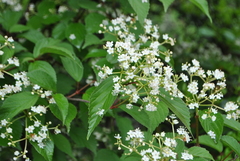 Viburnum mullaha