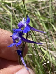 Delphinium nuttallii