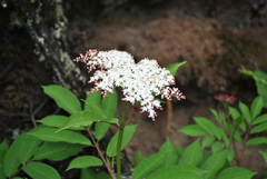 Sambucus adnata