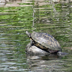 Trachemys scripta elegans