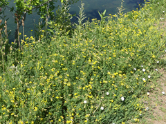 Lotus corniculatus