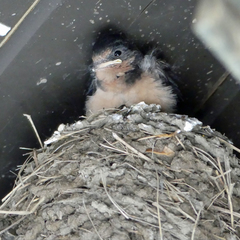 Hirundo rustica