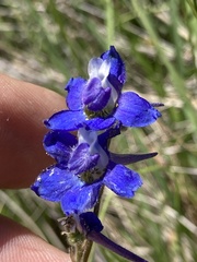 Delphinium nuttallii