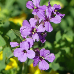 Hesperis matronalis